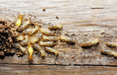 Termite Pest Control