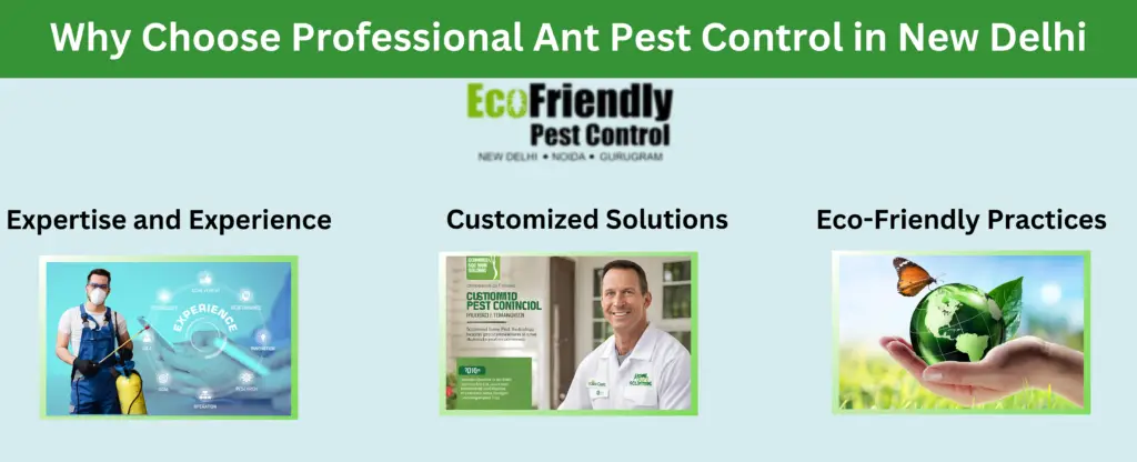 Why Choose Professional Ant Pest Control in New Delhi?